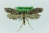  (Rhodobates canariensis - 0306PF)  @11 [ ] CreativeCommons - Attribution Non-Commercial Share-Alike (2018) Per Falck Zoological Museum Copenhagen