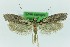  ( - 0307PF)  @11 [ ] CreativeCommons - Attribution Non-Commercial Share-Alike (2018) Per Falck Zoological Museum Copenhagen