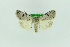  ( - 0590PF)  @11 [ ] by-nc-sa (2018) Per Falck Zoologisk Museum Copenhagen