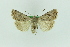 ( - 0594PF)  @11 [ ] by-nc-sa (2018) Per Falck Zoologisk Museum Copenhagen