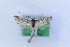 (Scythris eucharis - 0962PF)  @11 [ ] by-nc-sa (2018) Per Falck Zoologisk Museum Copenhagen