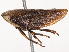  ( - CBG-B14222-C12)  @11 [ ] CreativeCommons - Attribution Share - Alike (2025) CBG Photography Group Centre for Biodiversity Genomics