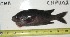  ( - CHPU-02)  @12 [ ] Unspecified (default): All Rights Reserved  Unspecified Unspecified