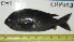  ( - CHPU-03)  @11 [ ] Unspecified (default): All Rights Reserved  Unspecified Unspecified