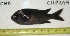  ( - CHPU-04)  @11 [ ] Unspecified (default): All Rights Reserved  Unspecified Unspecified