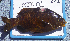  ( - EMJA-01)  @13 [ ] No Rights Reserved (2009) Unspecified Coastal Marine Biolabs