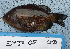  ( - EMJA05)  @11 [ ] No Rights Reserved (2009) Unspecified Coastal Marine Biolabs