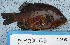  ( - EMJA06)  @11 [ ] No Rights Reserved (2009) Unspecified Coastal Marine Biolabs