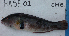  ( - HASE01)  @11 [ ] No Rights Reserved (2009) Unspecified Coastal Marine Biolabs
