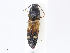  ( - CBG-A07067-F11)  @11 [ ] CreativeCommons - Attribution Share-Alike (2023) CBG Photography Group Centre for Biodiversity Genomics
