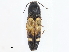  ( - CBG-A07068-A01)  @11 [ ] CreativeCommons - Attribution Share - Alike (2023) CBG Photography Group Centre for Biodiversity Genomics
