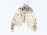  ( - CBG-A10760-A09)  @11 [ ] CreativeCommons - Attribution Share - Alike (2023) CBG Photography Group Centre for Biodiversity Genomics