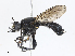  ( - CBG-A10781-A05)  @11 [ ] CreativeCommons - Attribution Share - Alike (2023) CBG Photography Group Centre for Biodiversity Genomics