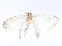  ( - CBG-A10783-G12)  @11 [ ] CreativeCommons - Attribution Share - Alike (2023) CBG Photography Group Centre for Biodiversity Genomics