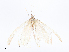  ( - CBG-A10784-H05)  @11 [ ] CreativeCommons - Attribution Share - Alike (2023) CBG Photography Group Centre for Biodiversity Genomics