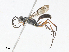  ( - CBG-A10822-F10)  @11 [ ] CreativeCommons - Attribution Share - Alike (2023) CBG Photography Group Centre for Biodiversity Genomics