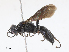  ( - CBG-A10822-G02)  @11 [ ] CreativeCommons - Attribution Share - Alike (2023) CBG Photography Group Centre for Biodiversity Genomics