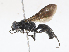  ( - CBG-A10822-G03)  @11 [ ] CreativeCommons - Attribution Share - Alike (2023) CBG Photography Group Centre for Biodiversity Genomics