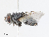  ( - CBG-A10824-A02)  @11 [ ] CreativeCommons - Attribution Share - Alike (2023) CBG Photography Group Centre for Biodiversity Genomics