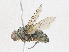  ( - CBG-A13320-C05)  @11 [ ] CreativeCommons - Attribution Share-Alike (2023) CBG Photography Group Centre for Biodiversity Genomics