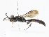  ( - CBG-A13327-D04)  @11 [ ] CreativeCommons - Attribution Share - Alike (2023) CBG Photography Group Centre for Biodiversity Genomics