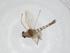  (Zavrelimyia smithae - CBG-A13943-E08)  @11 [ ] CreativeCommons - Attribution Share - Alike (2023) Centre for Biodiversity Genomics Centre for Biodiversity Genomics