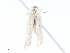  ( - CBG-A16667-G09)  @11 [ ] CreativeCommons - Attribution Share - Alike (2023) CBG Photography Group Centre for Biodiversity Genomics