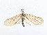  ( - CBG-A13344-H01)  @11 [ ] CreativeCommons - Attribution Share-Alike (2023) CBG Photography Group Centre for Biodiversity Genomics