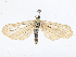  ( - CBG-A13344-H02)  @11 [ ] CreativeCommons - Attribution Share - Alike (2023) CBG Photography Group Centre for Biodiversity Genomics