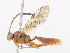  ( - CBG-A14995-G07)  @11 [ ] CreativeCommons - Attribution Share-Alike (2023) CBG Photography Group Centre for Biodiversity Genomics
