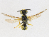  ( - CBG-A15019-F03)  @11 [ ] CreativeCommons - Attribution Share - Alike (2023) CBG Photography Group Centre for Biodiversity Genomics