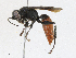  ( - CBG-A16652-C04)  @11 [ ] CreativeCommons - Attribution Share - Alike (2023) CBG Photography Group Centre for Biodiversity Genomics