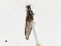  ( - CBG-A16655-A02)  @11 [ ] CreativeCommons - Attribution Share-Alike (2023) CBG Photography Group Centre for Biodiversity Genomics