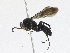  ( - CBG-A17491-A05)  @11 [ ] CreativeCommons - Attribution Share - Alike (2023) CBG Photography Group Centre for Biodiversity Genomics