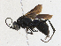  ( - CBG-A17491-E01)  @11 [ ] CreativeCommons - Attribution Share - Alike (2023) CBG Photography Group Centre for Biodiversity Genomics