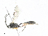  ( - CBG-A17491-H11)  @11 [ ] CreativeCommons - Attribution Share - Alike (2023) CBG Photography Group Centre for Biodiversity Genomics