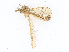  ( - CBG-A17521-H10)  @11 [ ] CreativeCommons - Attribution Share - Alike (2023) CBG Photography Group Centre for Biodiversity Genomics