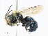  ( - CBG-A17549-H09)  @11 [ ] CreativeCommons - Attribution Share - Alike (2023) CBG Photography Group Centre for Biodiversity Genomics
