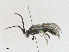  ( - CBG-A17550-F03)  @11 [ ] CreativeCommons - Attribution Share - Alike (2023) CBG Photography Group Centre for Biodiversity Genomics