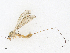  ( - CBG-A13264-H02)  @11 [ ] CreativeCommons - Attribution Share-Alike (2023) CBG Photography Group Centre for Biodiversity Genomics