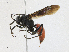  ( - CBG-A18398-C04)  @11 [ ] CreativeCommons - Attribution Share-Alike (2023) CBG Photography Group Centre for Biodiversity Genomics