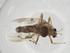  (Procladius sp. CATP9.8.1 - CBG-A19514-D08)  @11 [ ] CreativeCommons - Attribution Share - Alike (2023) Centre for Biodiversity Genomics Centre for Biodiversity Genomics
