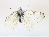  ( - CBG-A21633-G08)  @11 [ ] CreativeCommons - Attribution Share - Alike (2023) CBG Photography Group Centre for Biodiversity Genomics