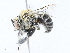  ( - CBG-A17523-H09)  @11 [ ] CreativeCommons - Attribution Share - Alike (2023) CBG Photography Group Centre for Biodiversity Genomics
