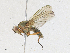  ( - CBG-A17551-D03)  @11 [ ] CreativeCommons - Attribution Share - Alike (2023) CBG Photography Group Centre for Biodiversity Genomics