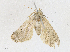  ( - CBG-A17553-D04)  @11 [ ] CreativeCommons - Attribution Share - Alike (2023) CBG Photography Group Centre for Biodiversity Genomics