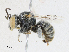  ( - CBG-A18355-D02)  @11 [ ] CreativeCommons - Attribution Share - Alike (2023) CBG Photography Group Centre for Biodiversity Genomics