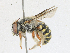  ( - CBG-A18356-B05)  @11 [ ] CreativeCommons - Attribution Share - Alike (2023) CBG Photography Group Centre for Biodiversity Genomics