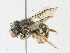  ( - CBG-A18356-C11)  @11 [ ] CreativeCommons - Attribution Share - Alike (2023) CBG Photography Group Centre for Biodiversity Genomics