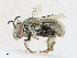  ( - CBG-A18356-D02)  @11 [ ] CreativeCommons - Attribution Share - Alike (2023) CBG Photography Group Centre for Biodiversity Genomics